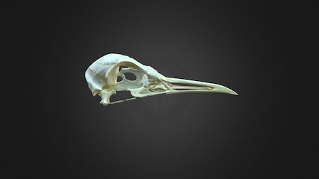 modèle 3D de Squelette d'oiseau truqué - TurboSquid 1826461