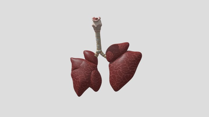 Rabbit Lungs 3D Model