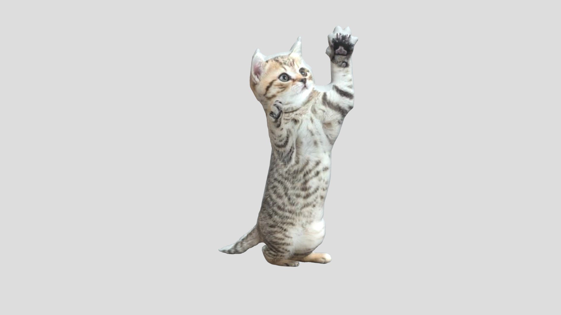 kucing aila - 3D model by nindya.althafunnisa5 [f36bbcd] - Sketchfab