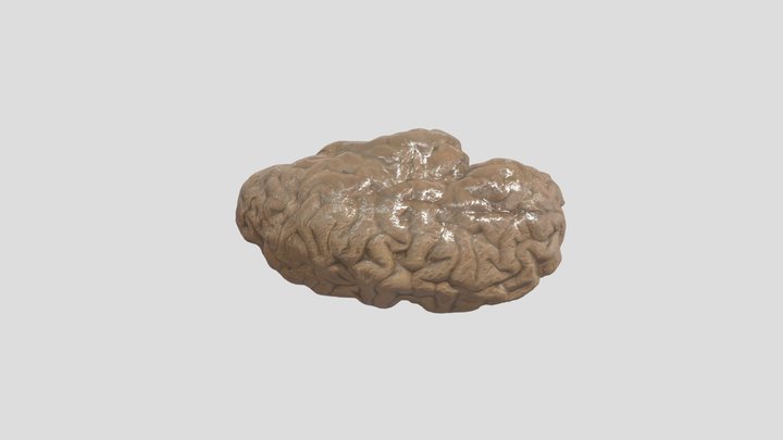 Köln_ Wevers_ Hirnstück 3D Model