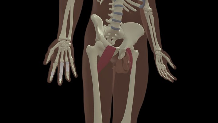 Lab Four- Anterior and Medial Thigh - A 3D model collection by ...