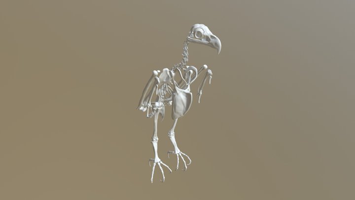 Bald Eagle Skeleton 3D Model