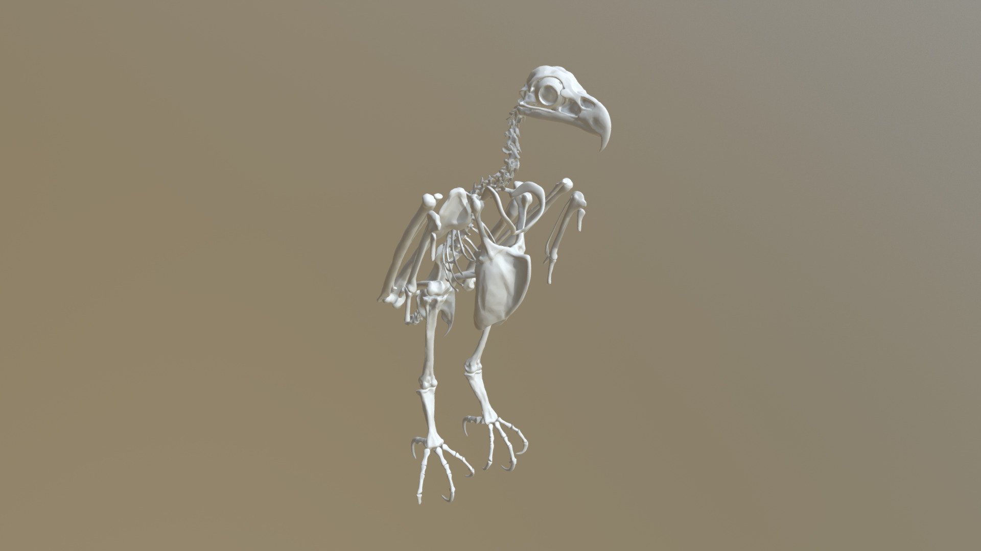 eagle leg anatomy