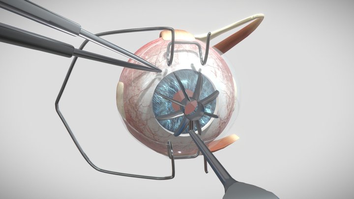 Cornea 3D Models Sketchfab