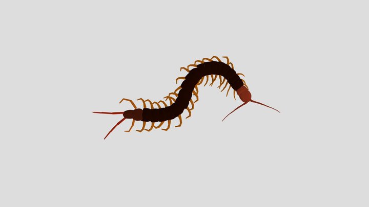 Centipede 3D Model