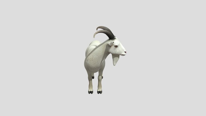 Goat 3D Model