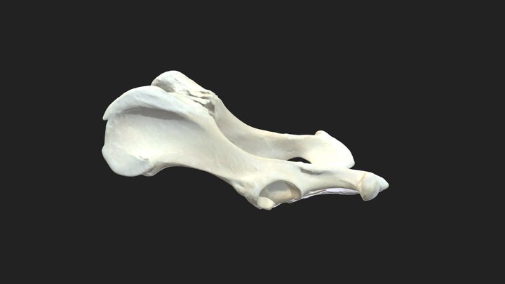 pelvic bones (ossa coxarum) dog 3D Model