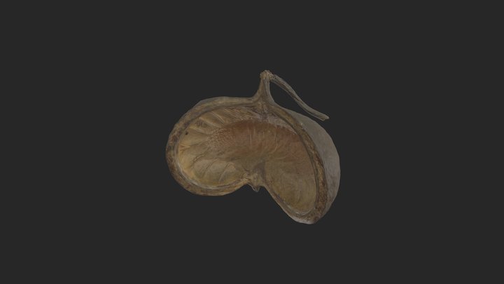 Seed pod 3D Model