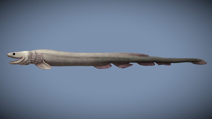 Chlamydoselachus anguineus – Modelo 3D gratuito STL