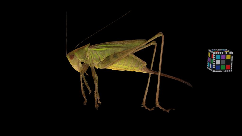 CC0 ニシキリギリス 🦗 ♀ Katydid, Gampsocleis buergeri