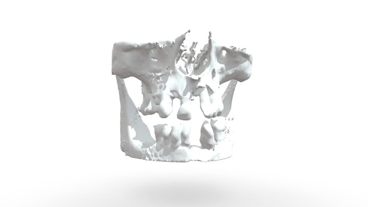 Mandíbula de maxilar humano real 02 Modelo 3D $39 - .c4d .max .fbx