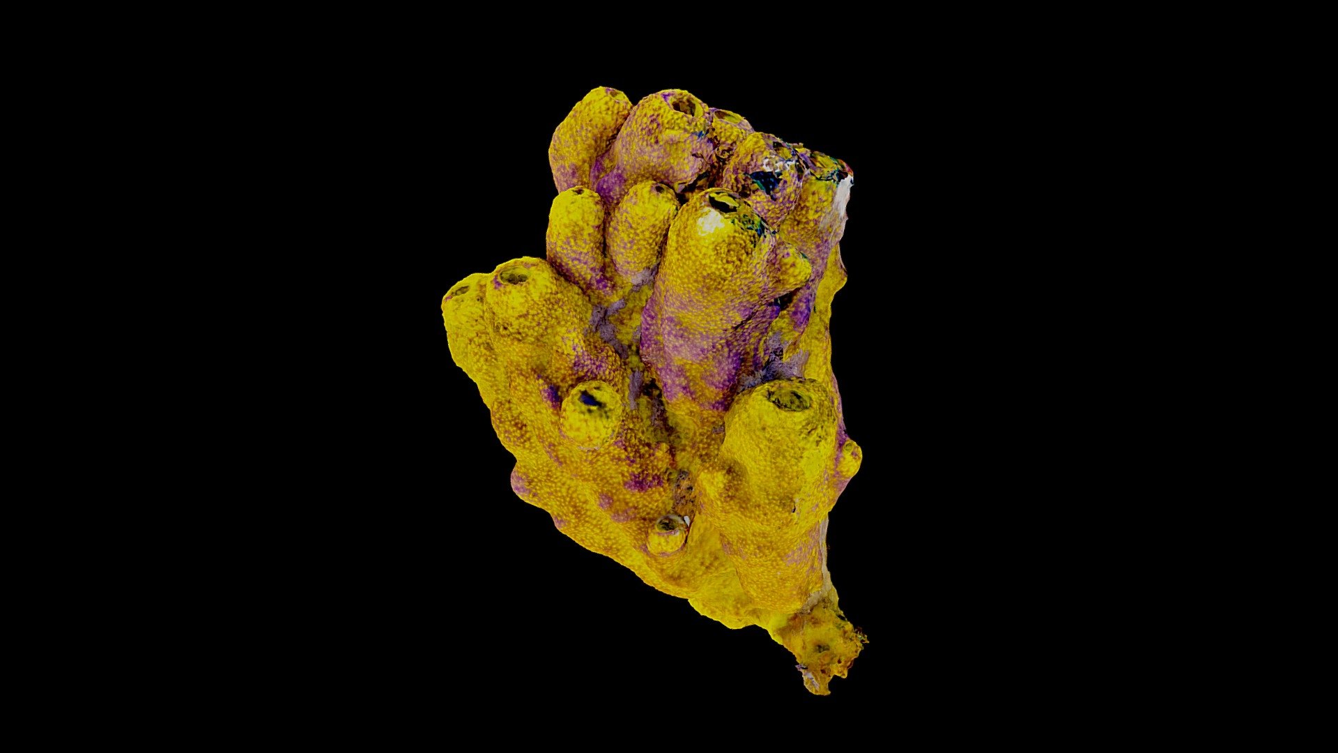 #24: Aiolochroia crassa