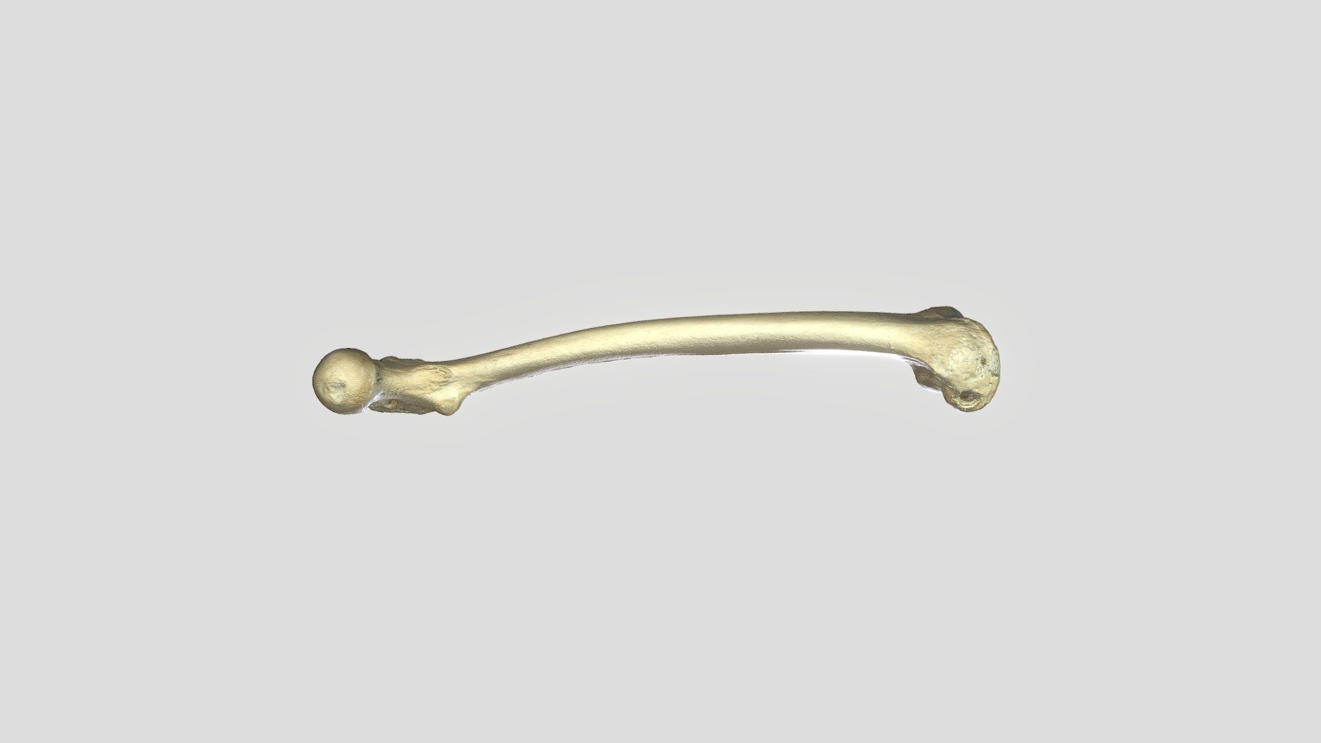 UD3 Femur (1)