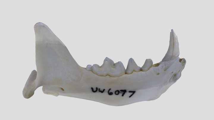 UWYMV:Mamm:6077, Mustela nigripes, Left Mandible – Gratis 3D-model STL