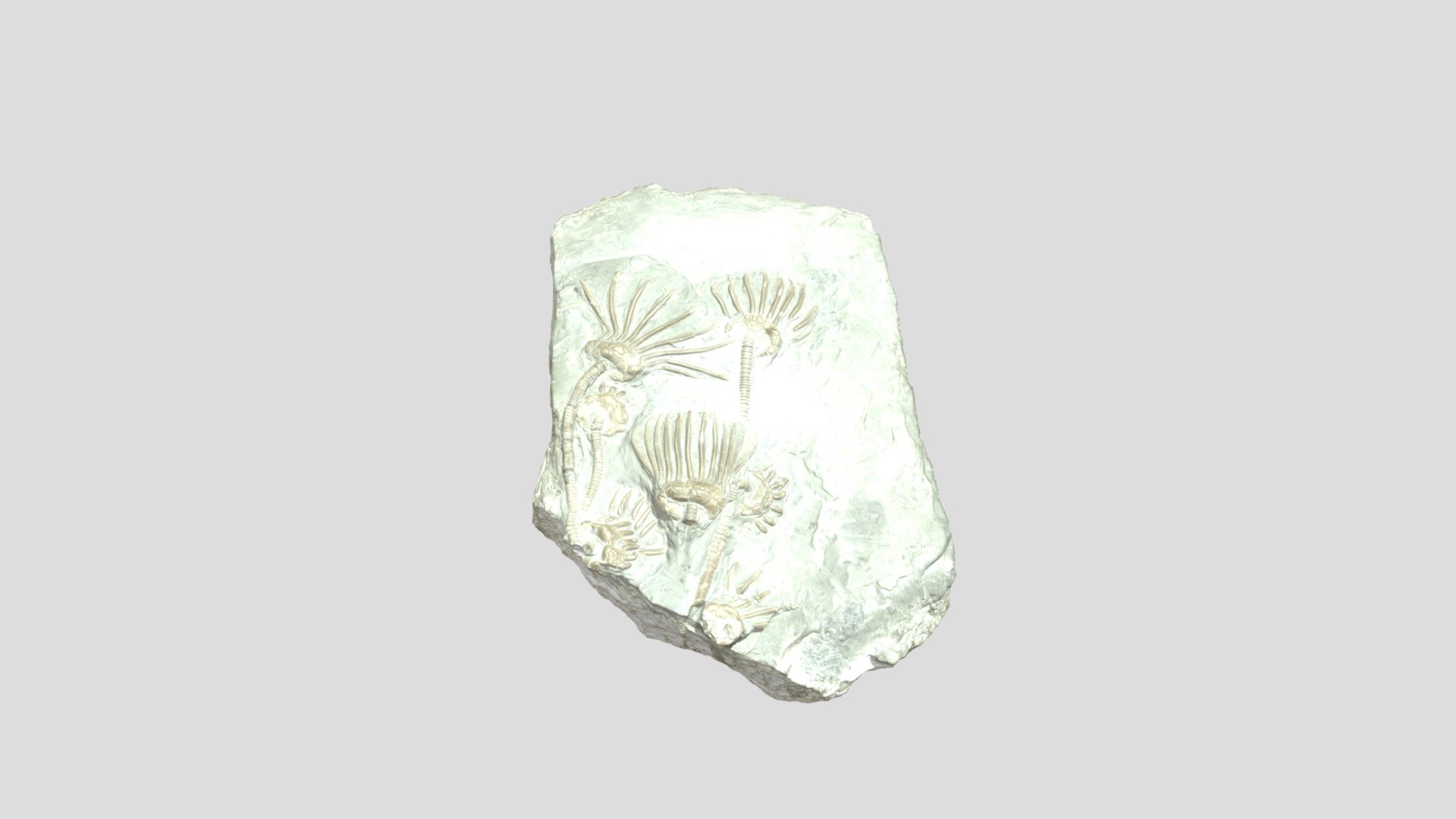 unknown sedimentary rock