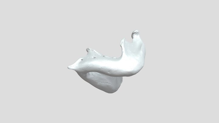 loxodanta_africana_elephant_mandible 3D Model