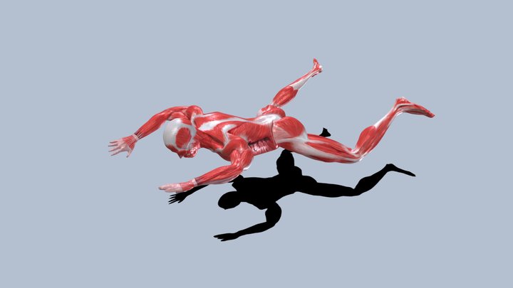 Tendons 3D models - Sketchfab
