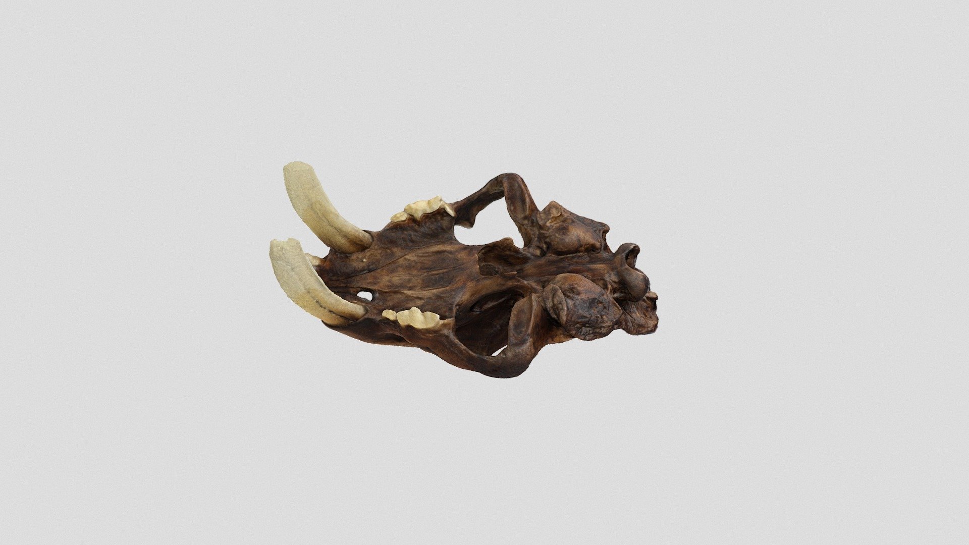 Skull2
