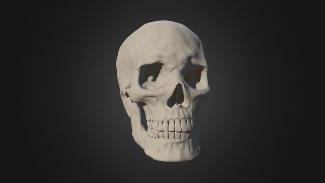 Human Skull 3D Model