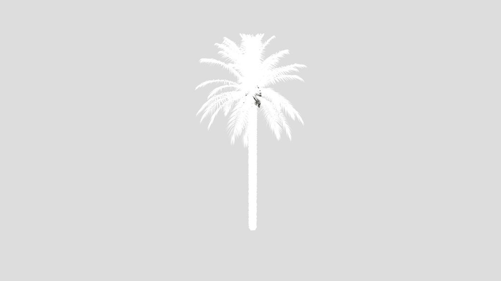 Dactylifera Palm Tree