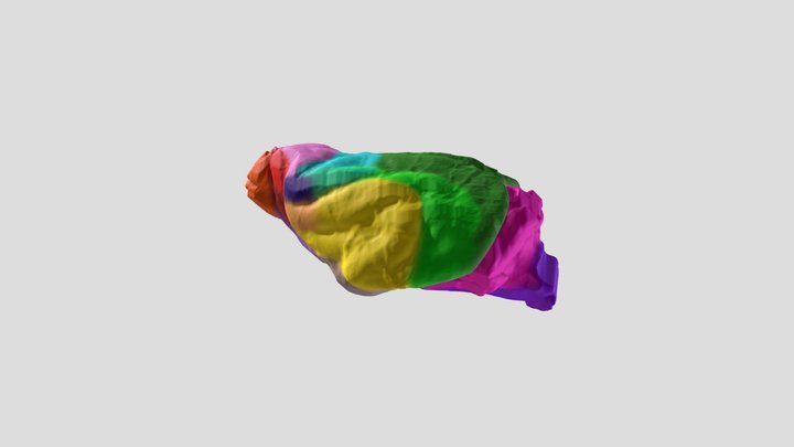 Neovison vison endocast anatomy 3D Model