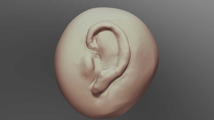 Ear 3D Model