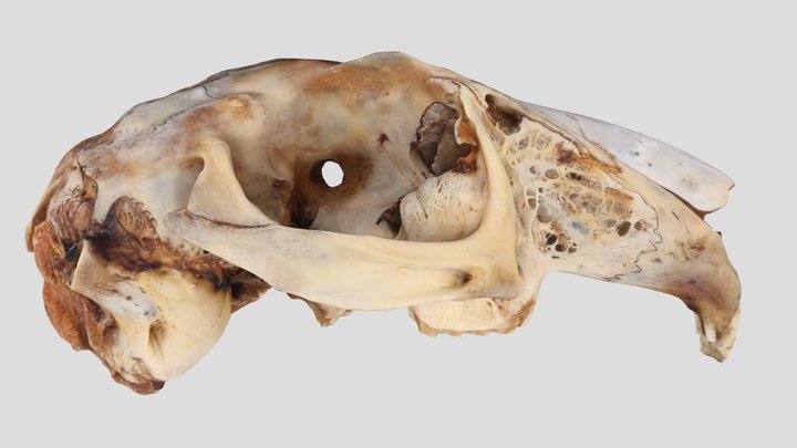 UWYMV:Mamm:838, Lepus alleni, Crania – Gratis 3D-model STL