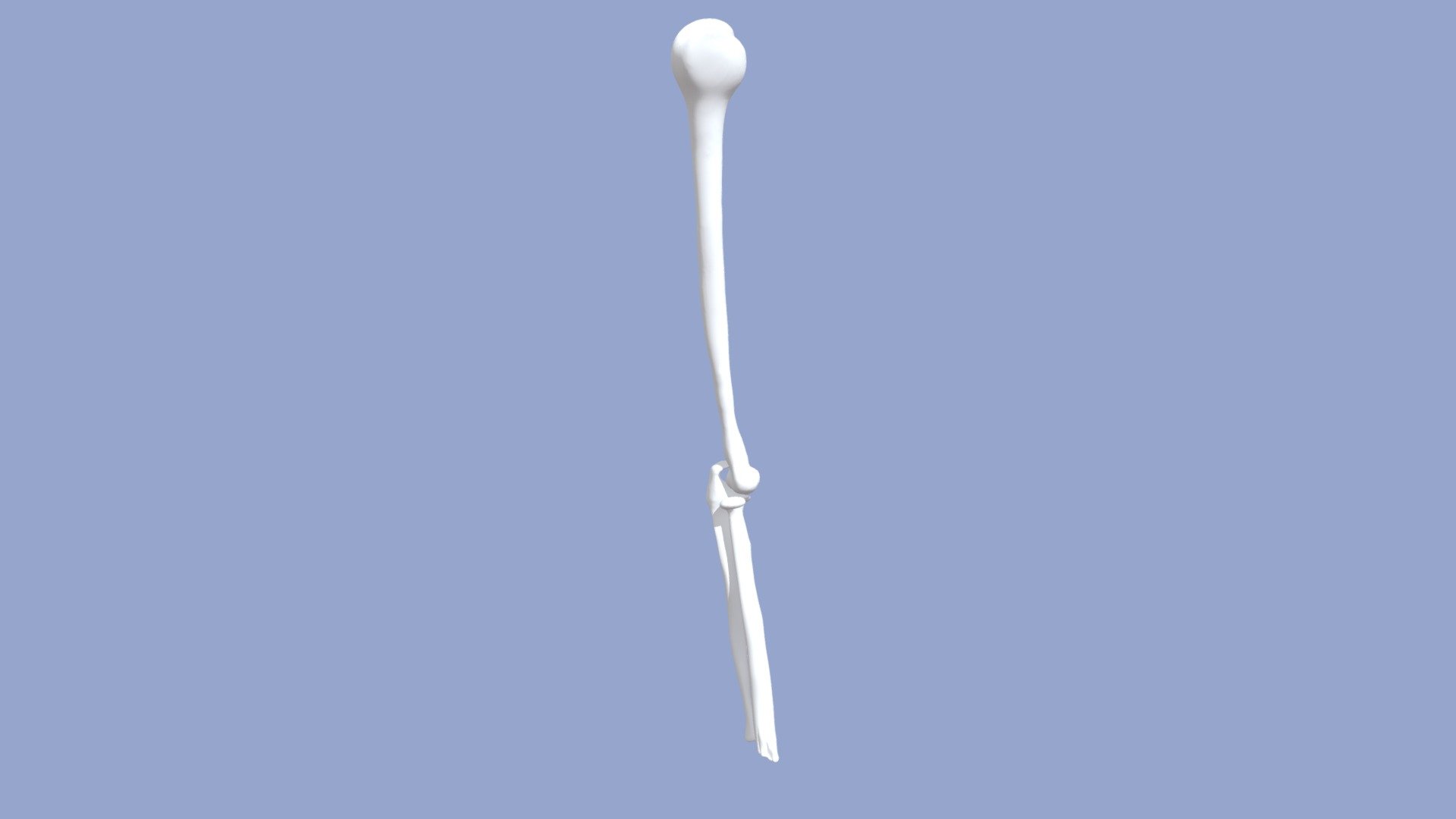 humerus, radius, & ulna - Download Free 3D model by hreagers [f39e683 ...