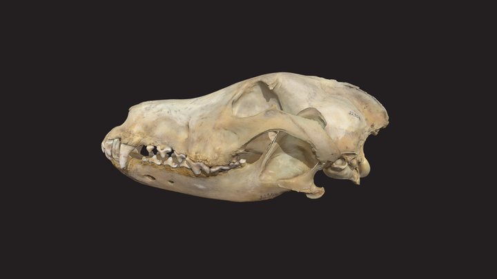CMNH 22306, Gray wolf skull 3D Model