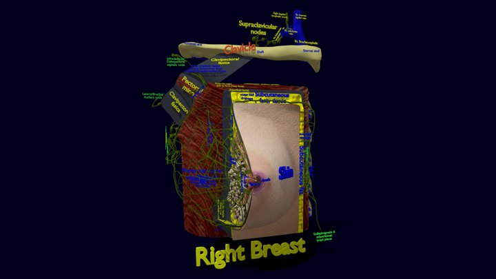 breast lymphatic drainage anatomy histology 3D Model