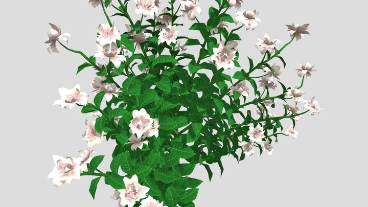 Gardenia Flower 3d Model 3D Model