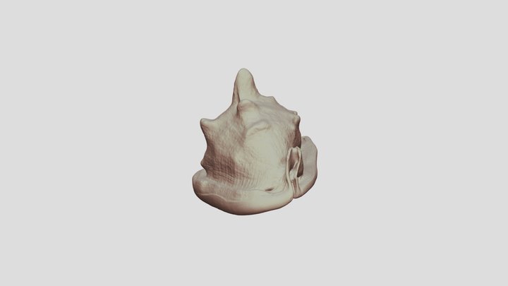 concha2 3D Model