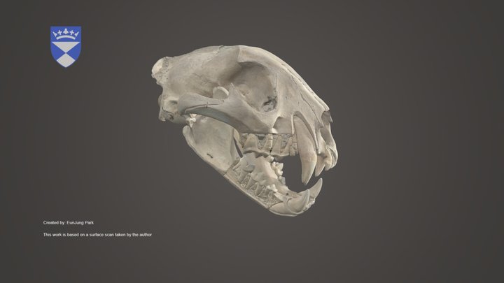 Leopard Skull – Kostenloses 3D-Modell STL