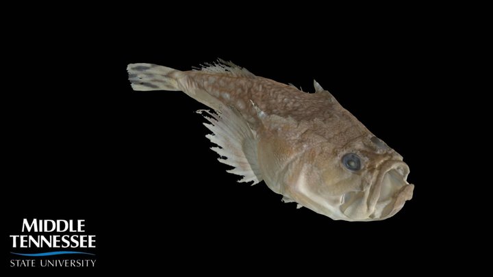 Lancer Stargazer - Katheostoma albigutta 3D Model