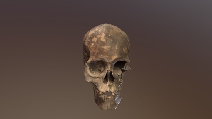 Hbald 3D Model