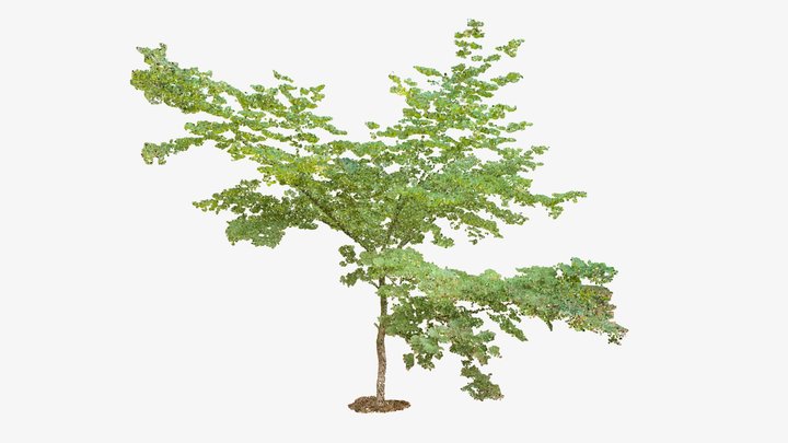 Acer palmatum II 3D Model