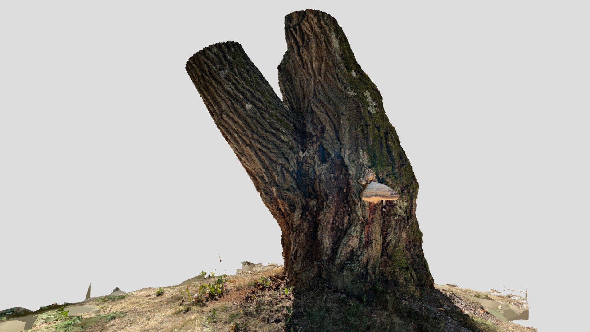 tree trunk 2 - RealityScan
