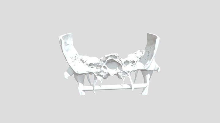 Craneo 3D Model