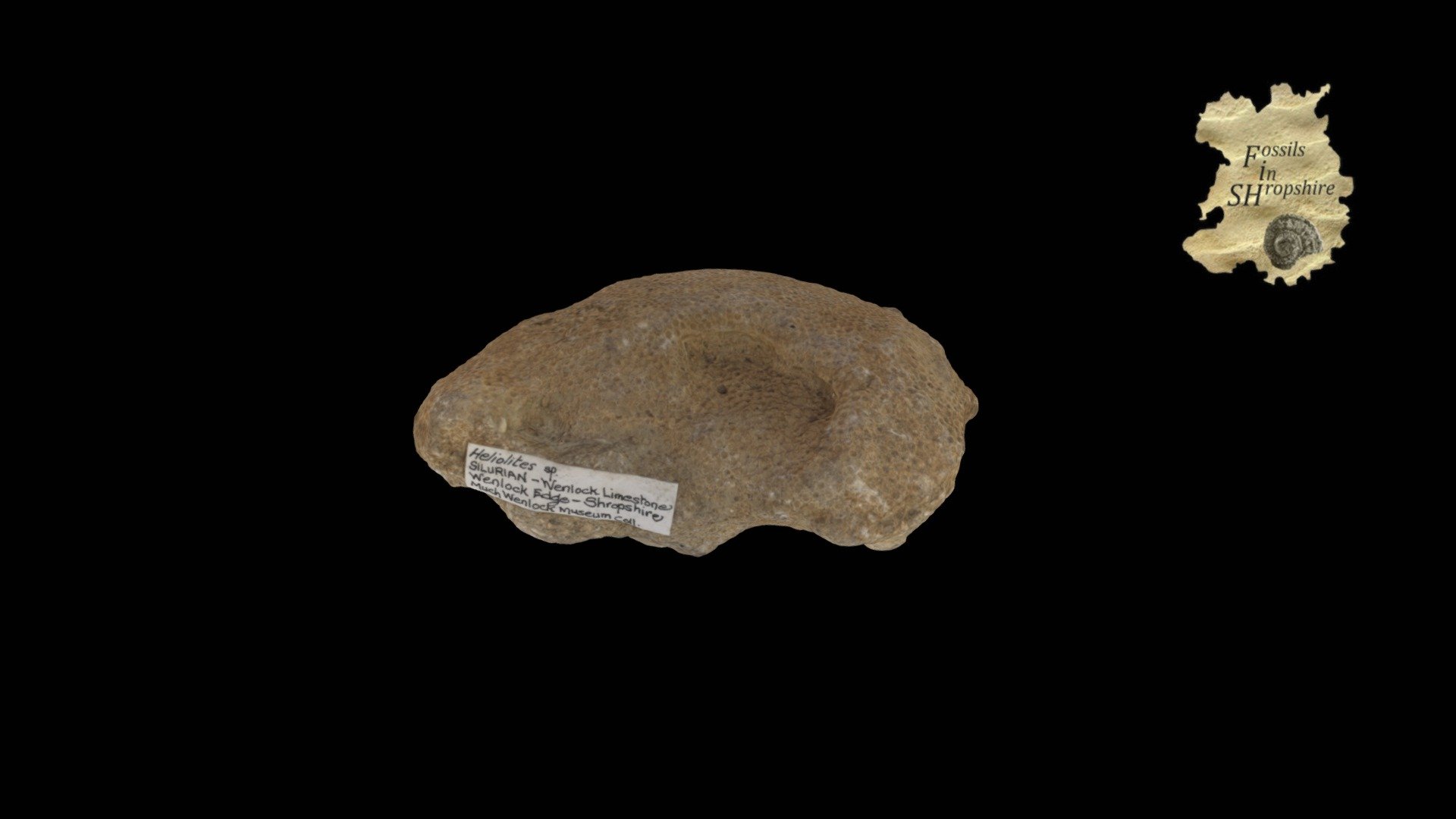 Coral - Heliolites