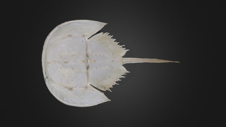 Horseshoe crab: Tachypleus tridentatus (PRI) - Download Free 3D