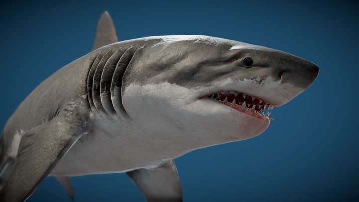 Megalodon 3D Model