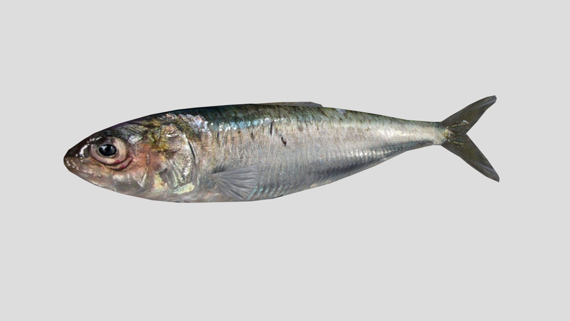Sardina 2022