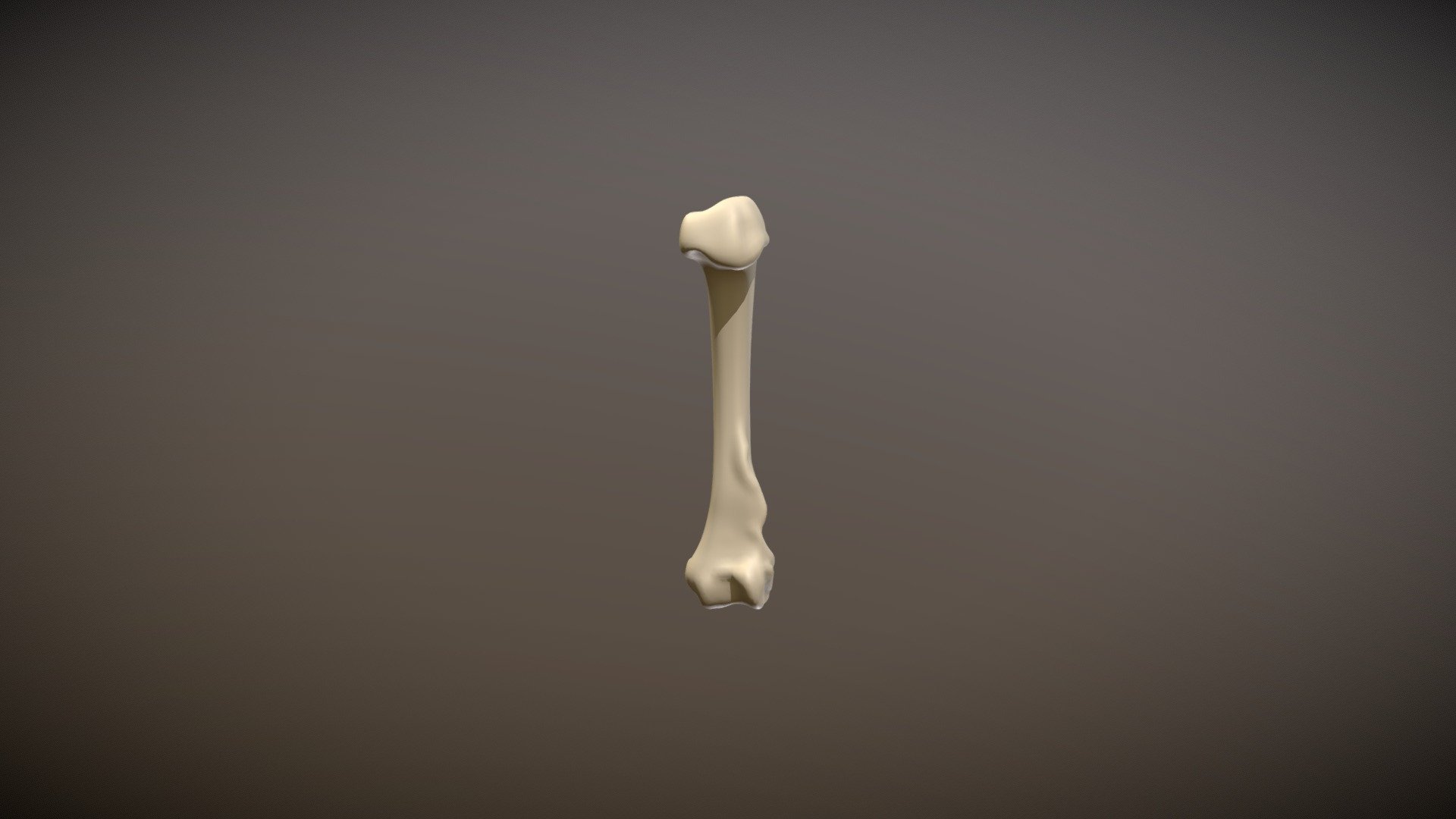 Left Raccoon Humerus - 3D model by morganemer [f3b3f8b] - Sketchfab