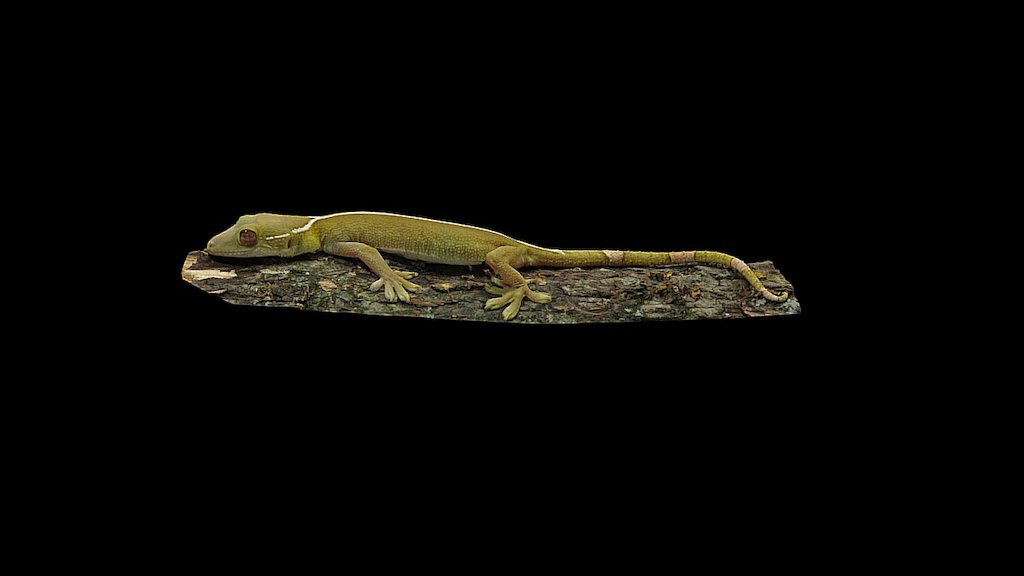 Model 13 - One-lined gecko