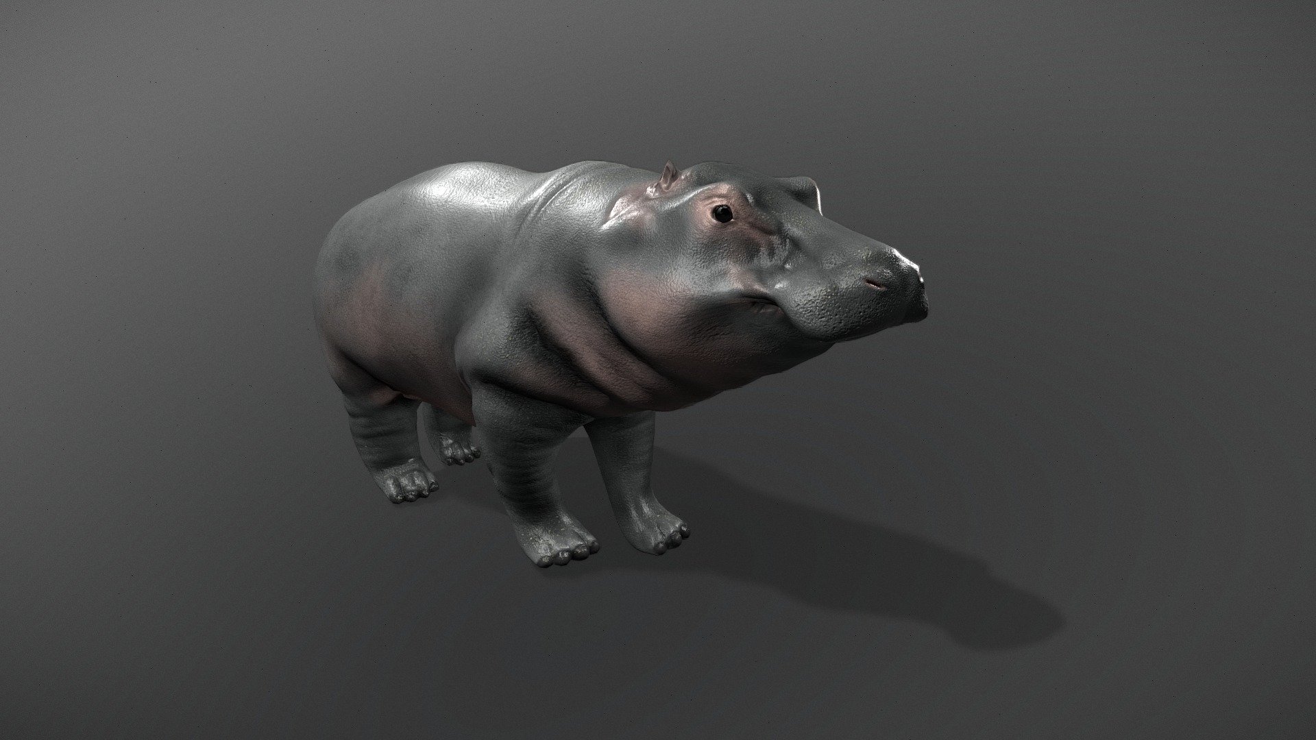 Hippo (downloadable, revised) - Download Free 3D model by Andrey ...