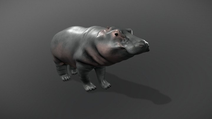 Hippo (downloadable, revised) 3D Model