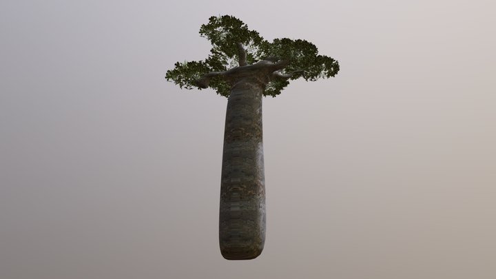 Realistic Baobab Tree 3D Model