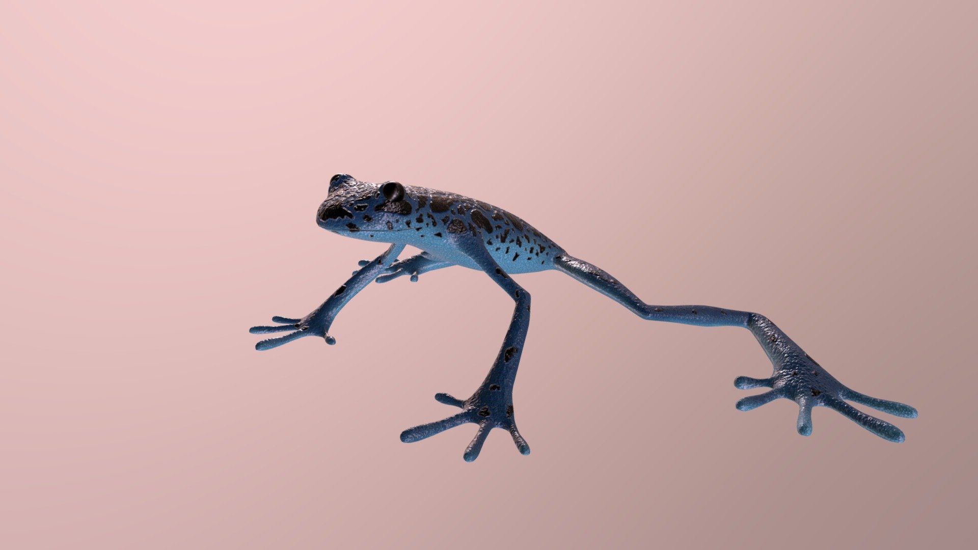 CAGD 331 Frog