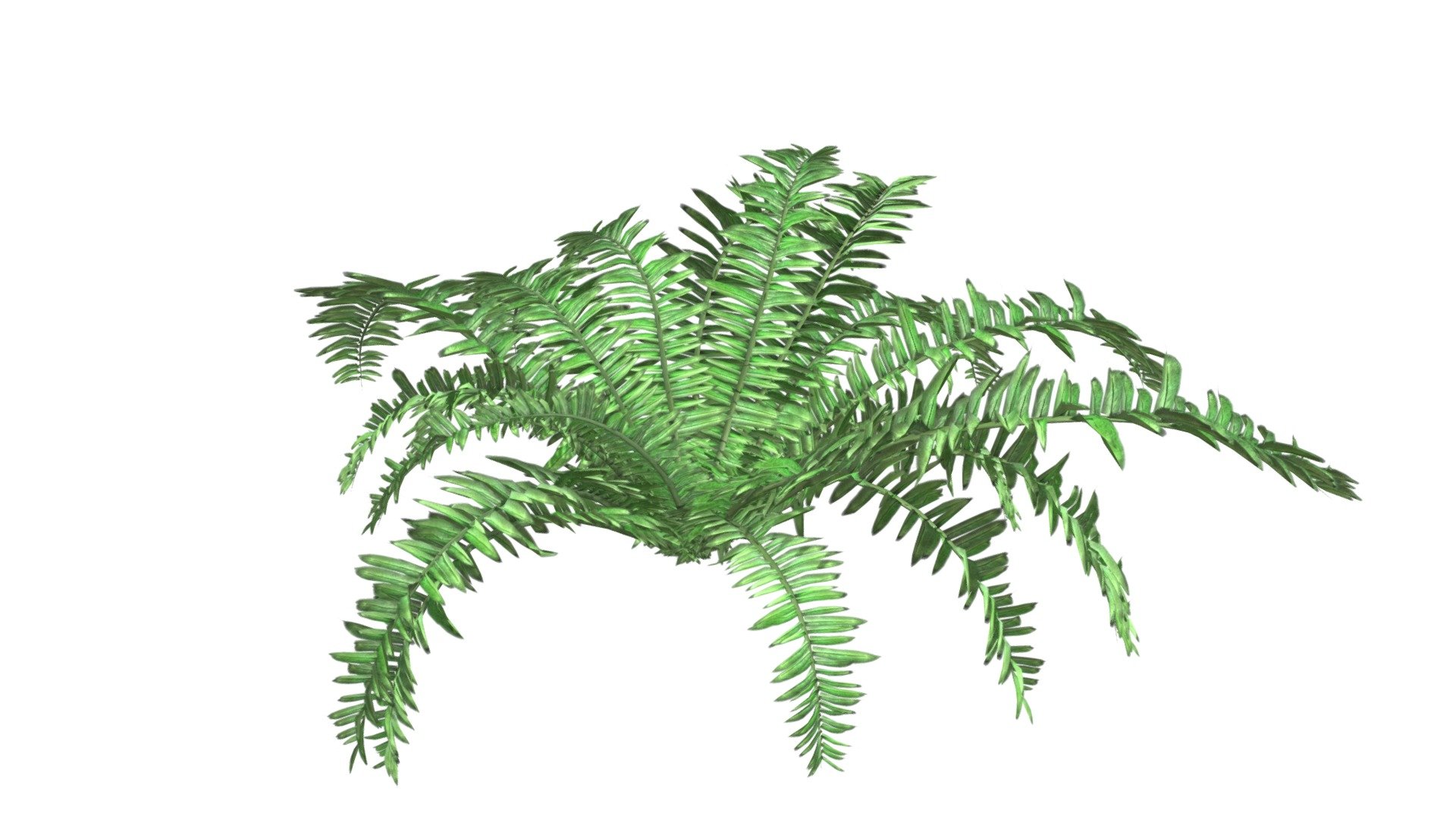 Boston Fern Plant #05 - Buy Royalty Free 3D model by meshshape [f3c2de3 ...