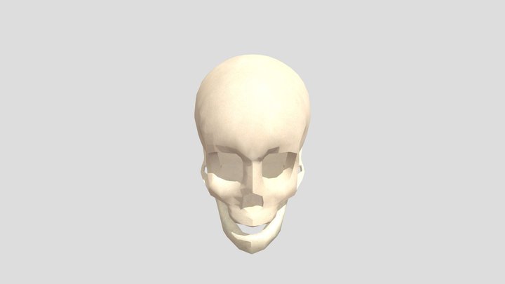 Skull 3D Model